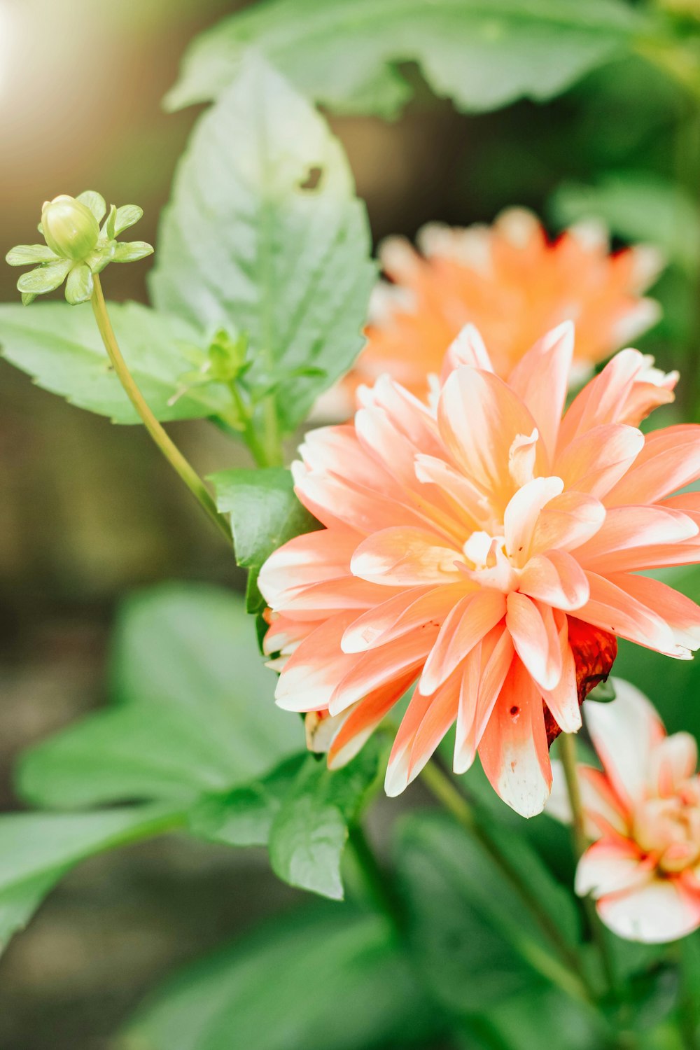 pink petaled flower