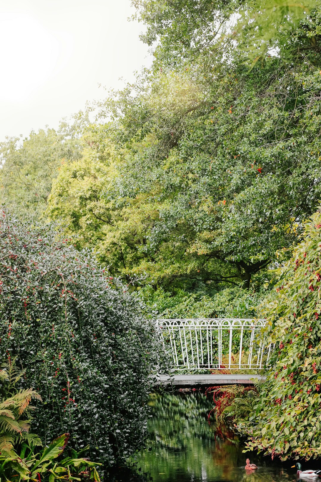 bridge over water and trees