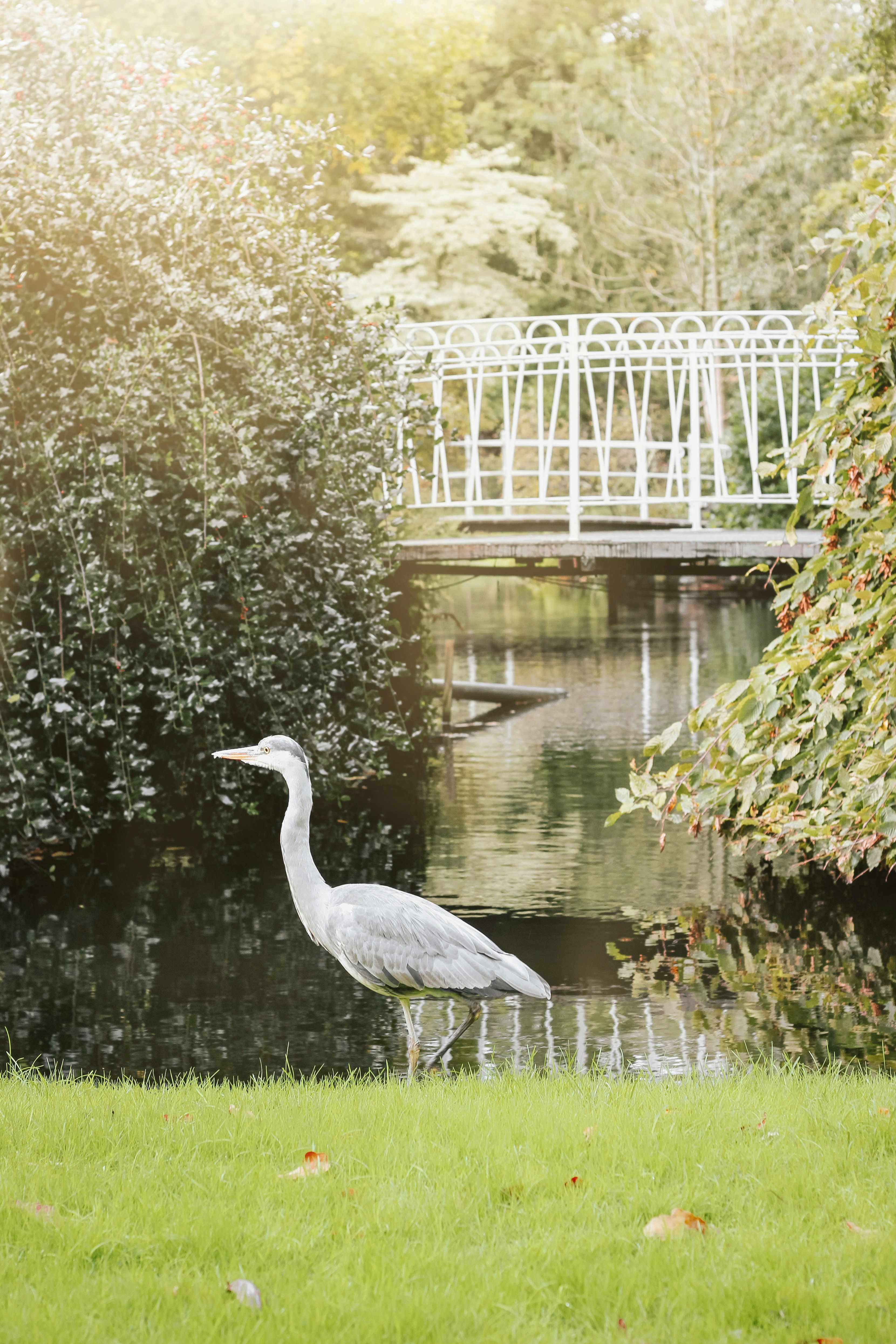 foto di uccelli grigi sul lago