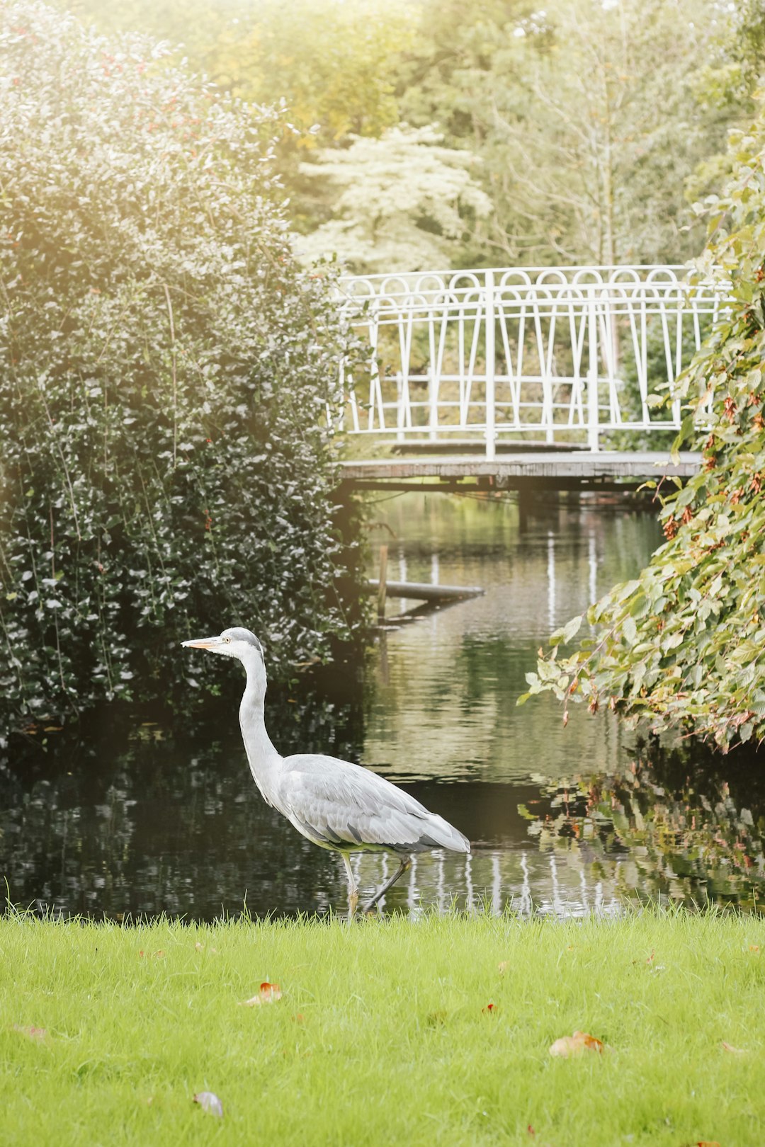 photo of gray birds on lake