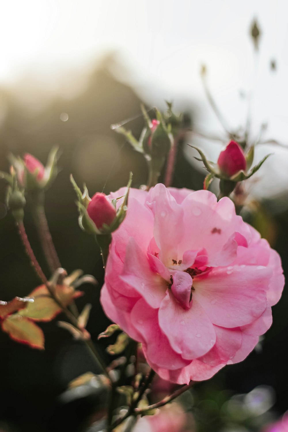 pink and white petaled flower close-up photography