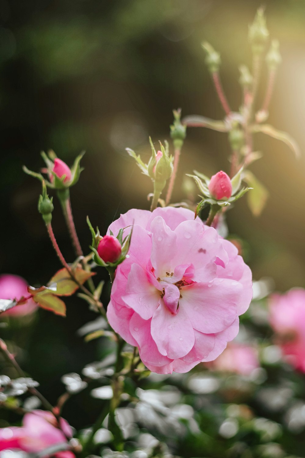 pink petaled flower