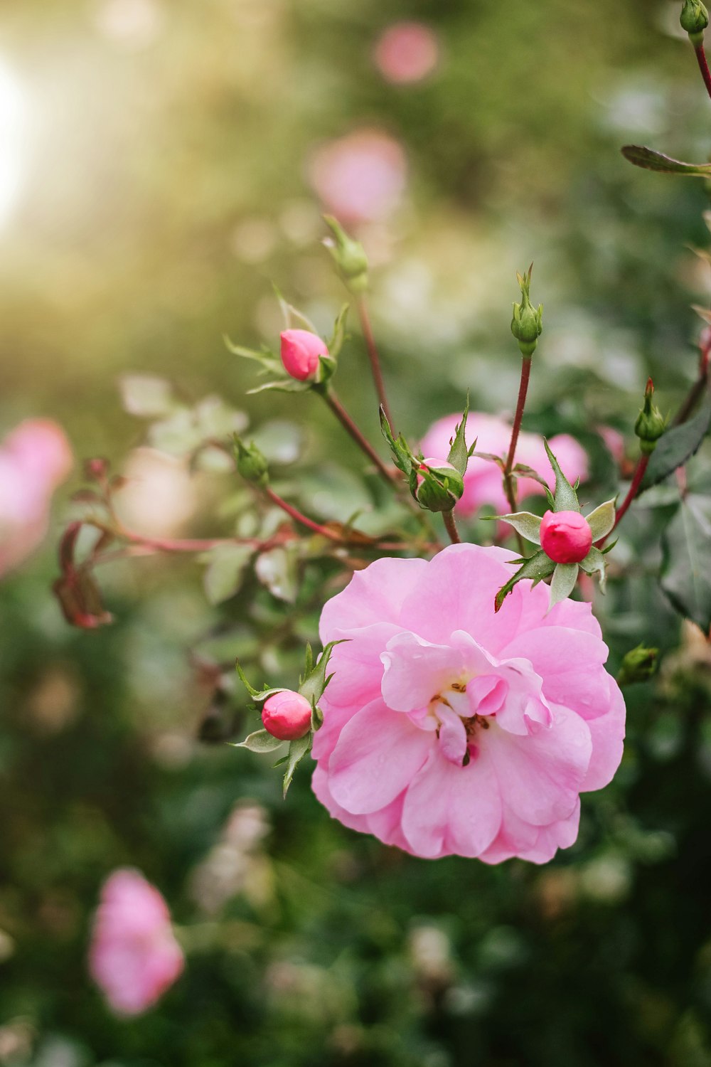 photo of pink flowers