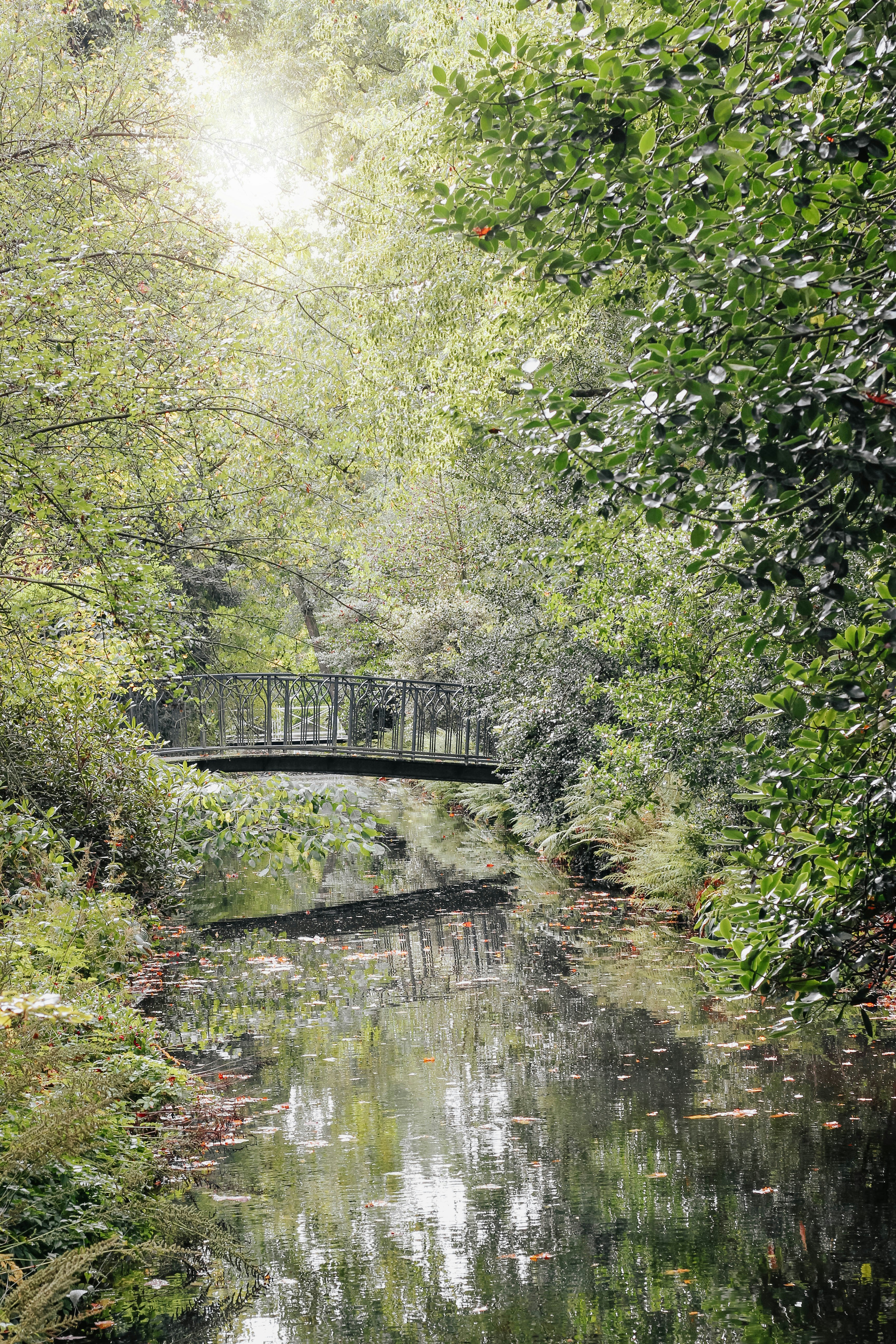 green-leafed trees and plants