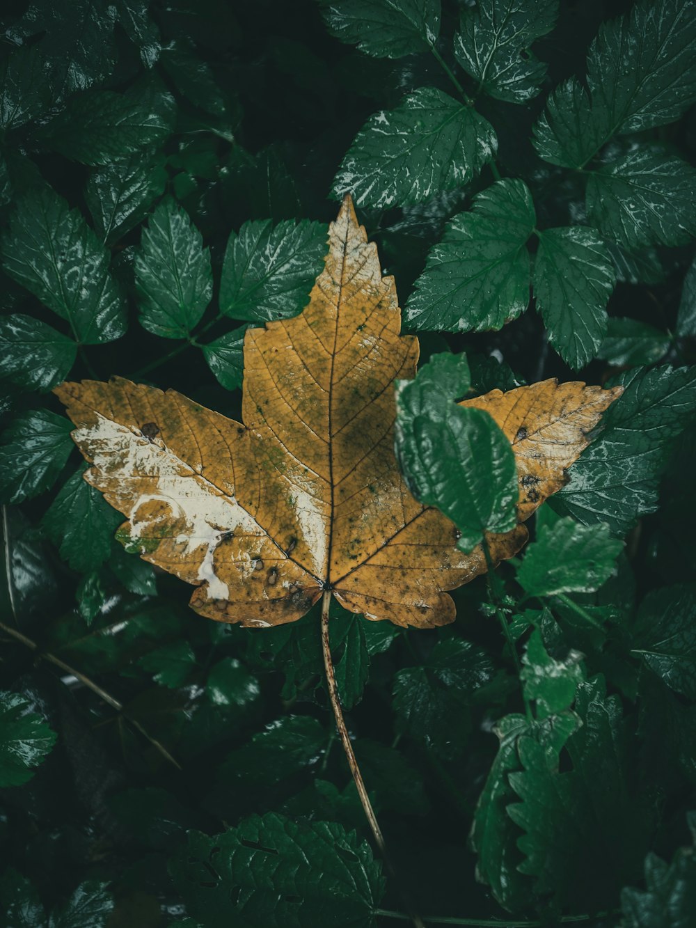photography of green-leaf