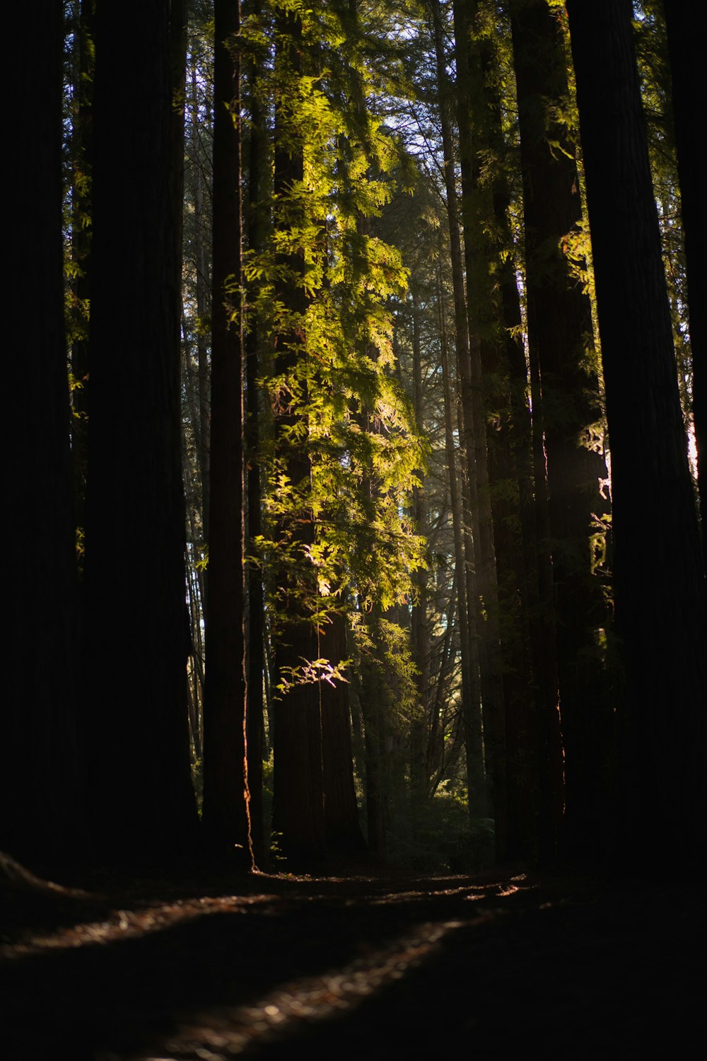 green pine trees