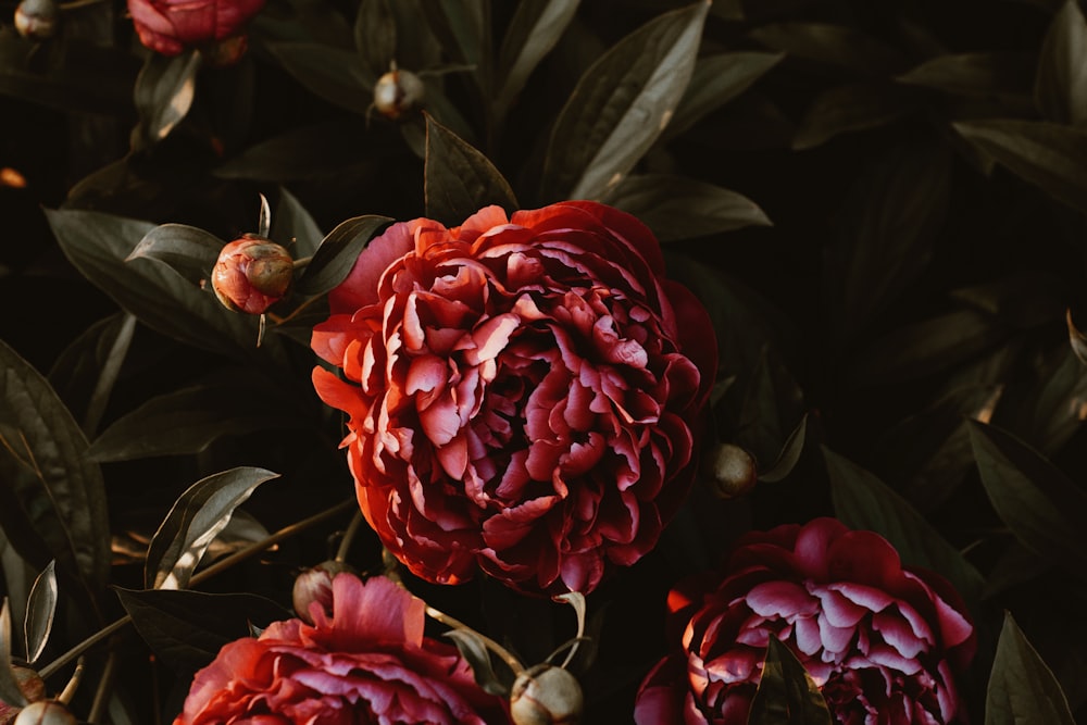 tre fiori di garofano rosso