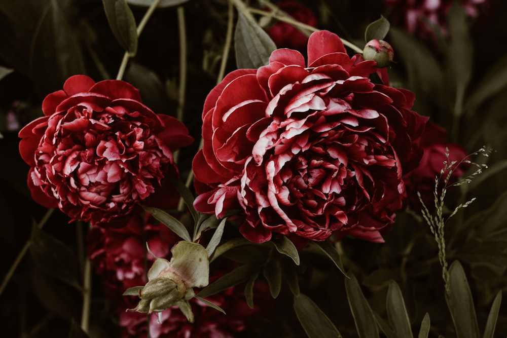 red petaled flowers close-up photography