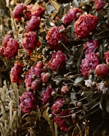 A cluster of vibrant pink peonies in full bloom, surrounded by lush green foliage. The flowers are densely packed, creating a bountiful and rich display, with each bloom showcasing layers of delicate petals. The lighting appears soft and warm, enhancing the richness of the colors.