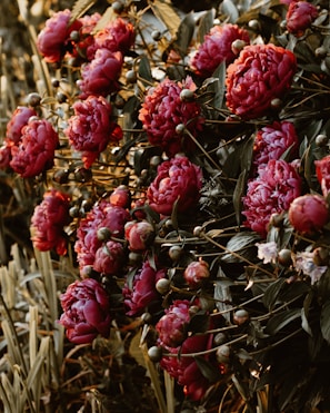 A cluster of vibrant pink peonies in full bloom, surrounded by lush green foliage. The flowers are densely packed, creating a bountiful and rich display, with each bloom showcasing layers of delicate petals. The lighting appears soft and warm, enhancing the richness of the colors.