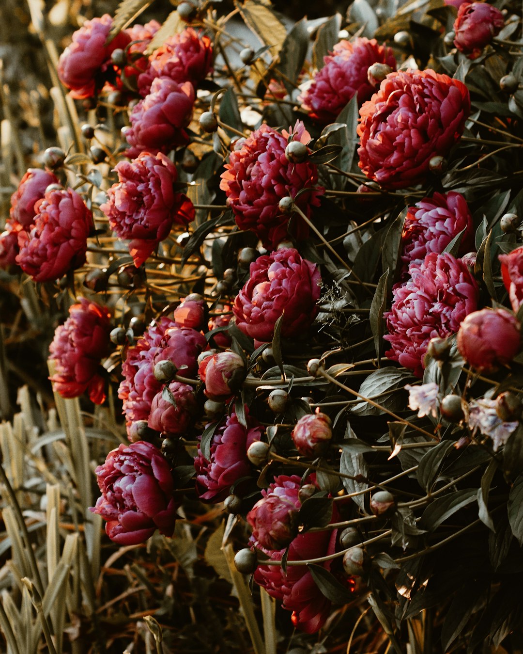 red flower