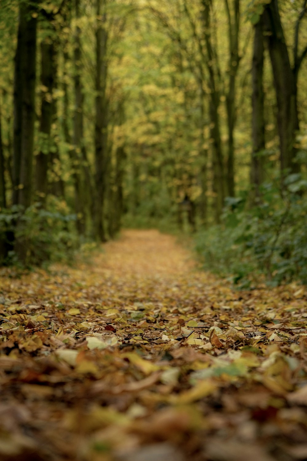 pathway filled with withered leaves between trees