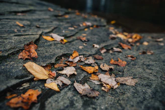 A cascading arrangement of autumn leaves scattered on white marble.