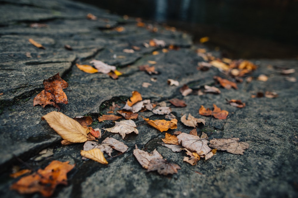 withered leaves on concrete surface
