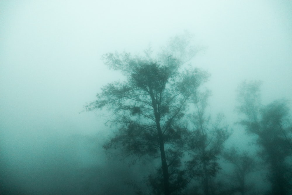 trees with fog
