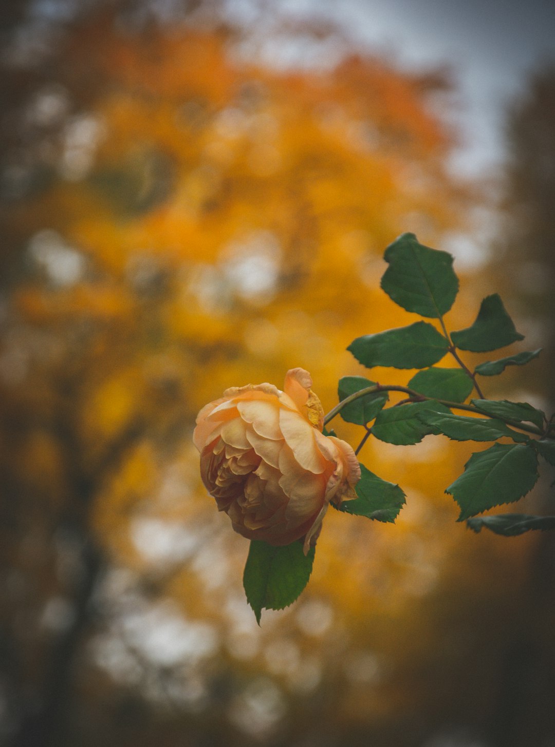 selective focus photography of peach0color peony