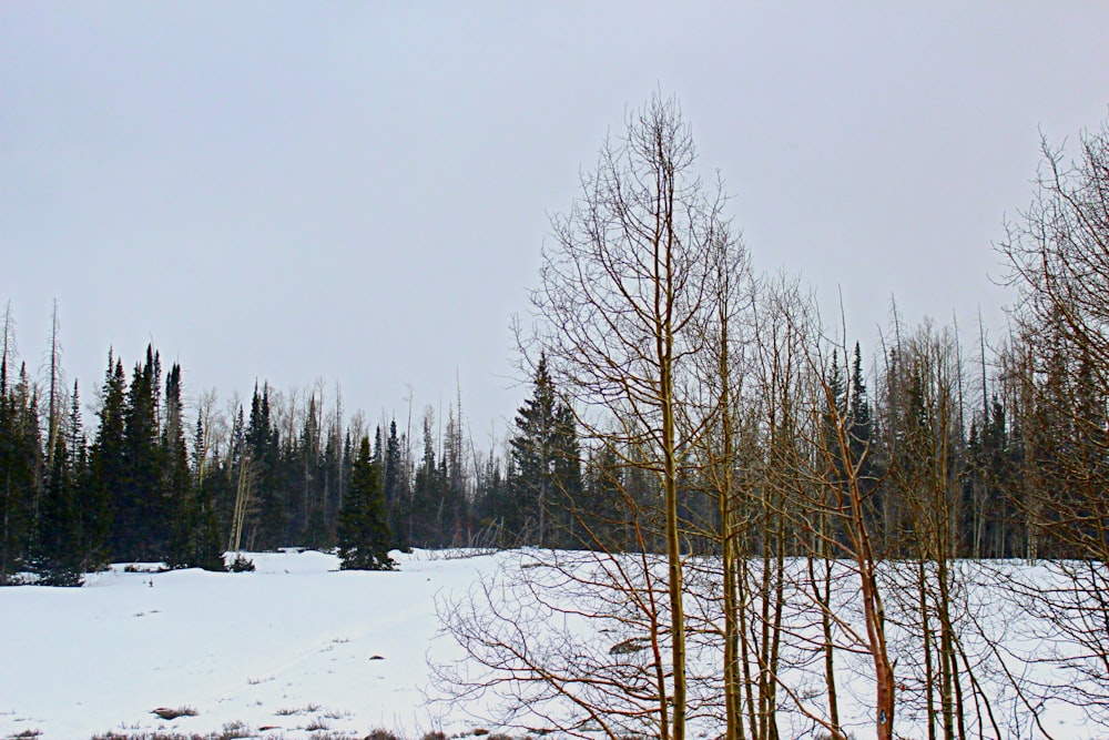 green pine trees photo