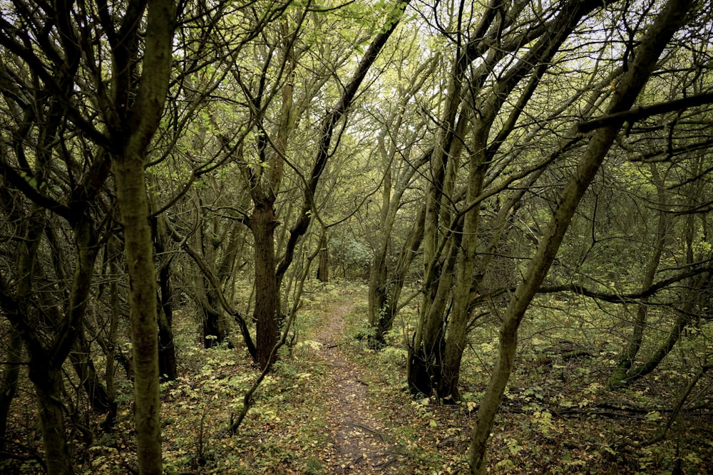 green leafed trees during daytime