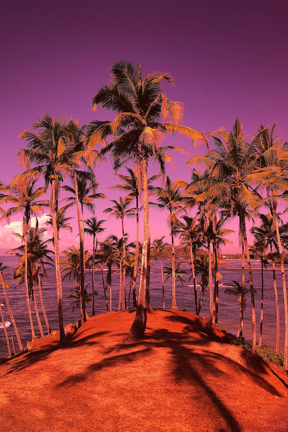 green-leafed coconut trees near body of water