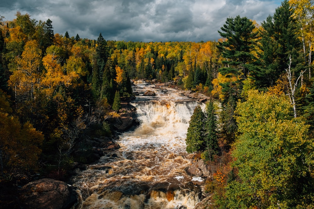 aerial view of river between forest