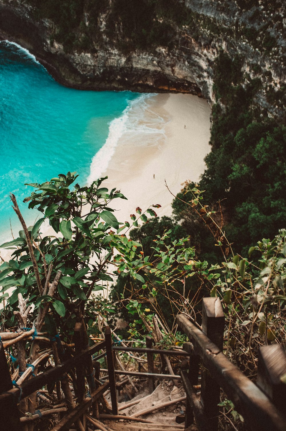 piante a foglia verde vicino alla riva del mare