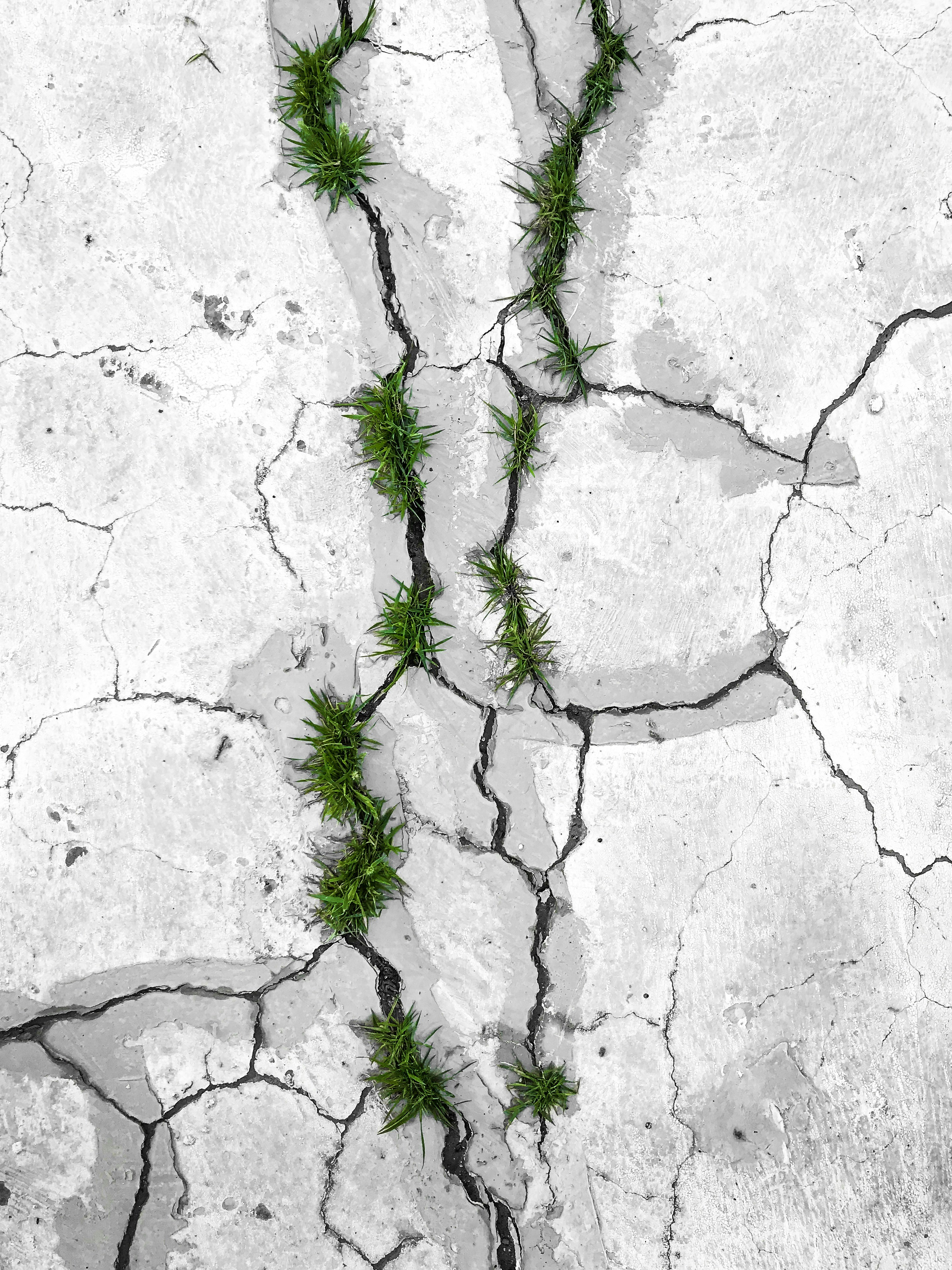 green grass on concrete cracks