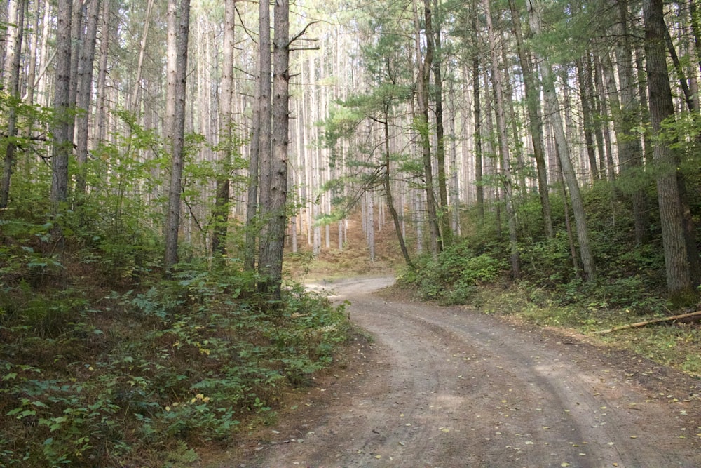 dirt pathway between trees