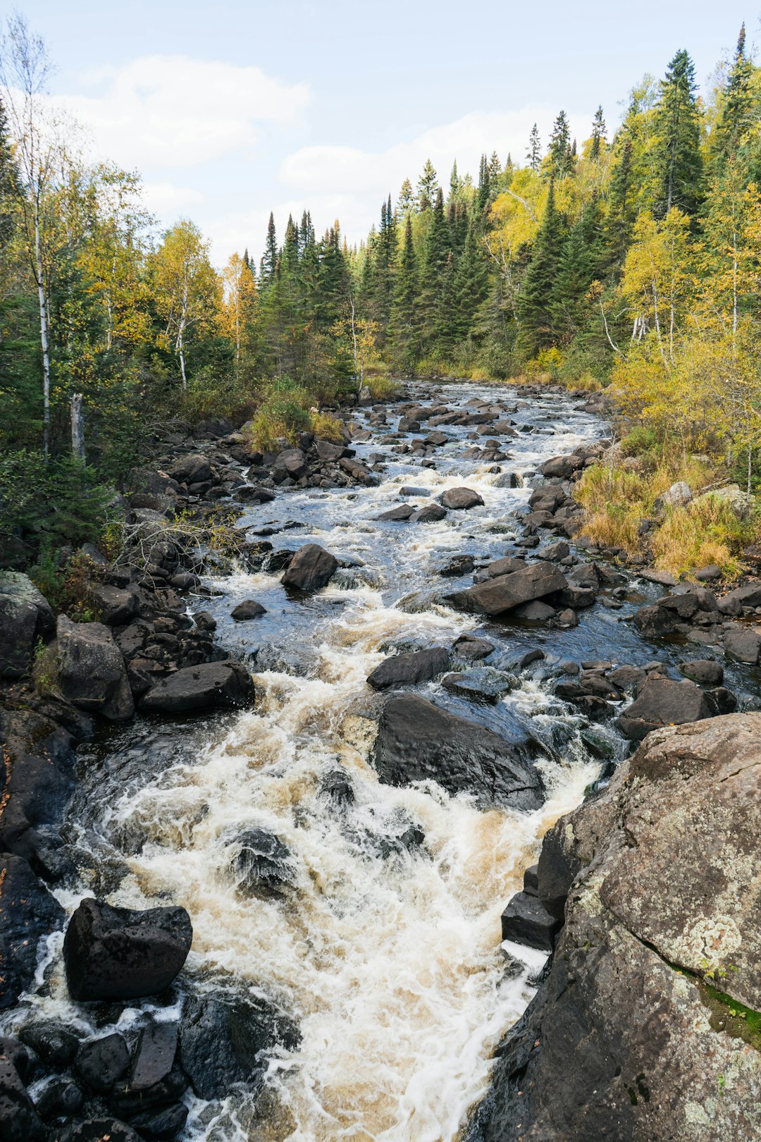 water stream with trees on side