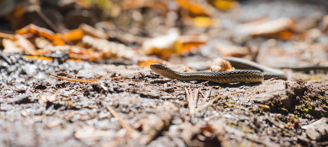 brown snake