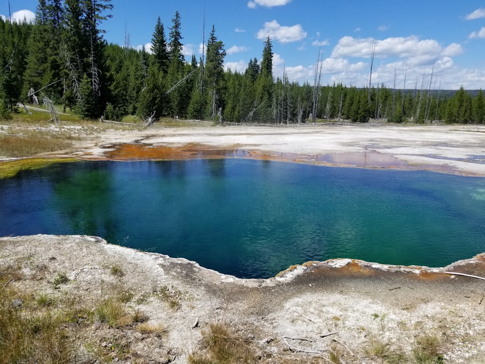 body of water near trees