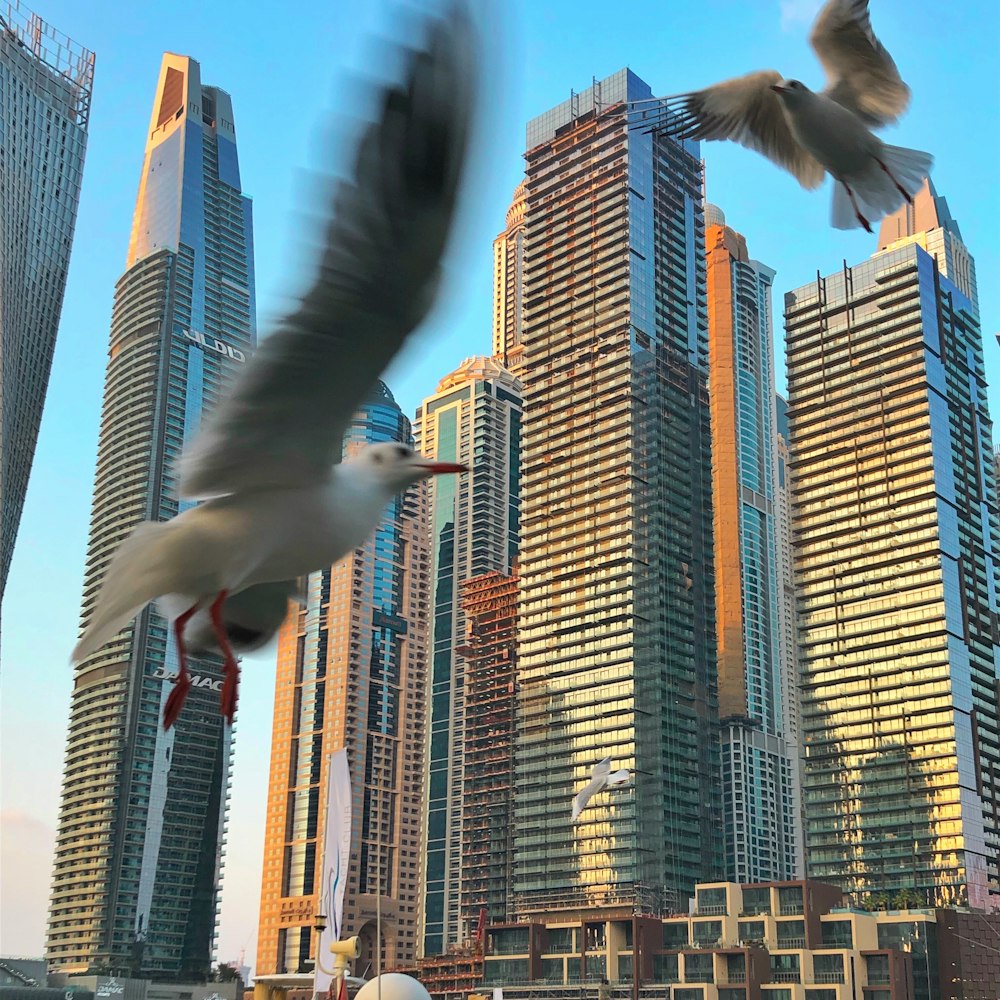 two pigeons fly in front buildings