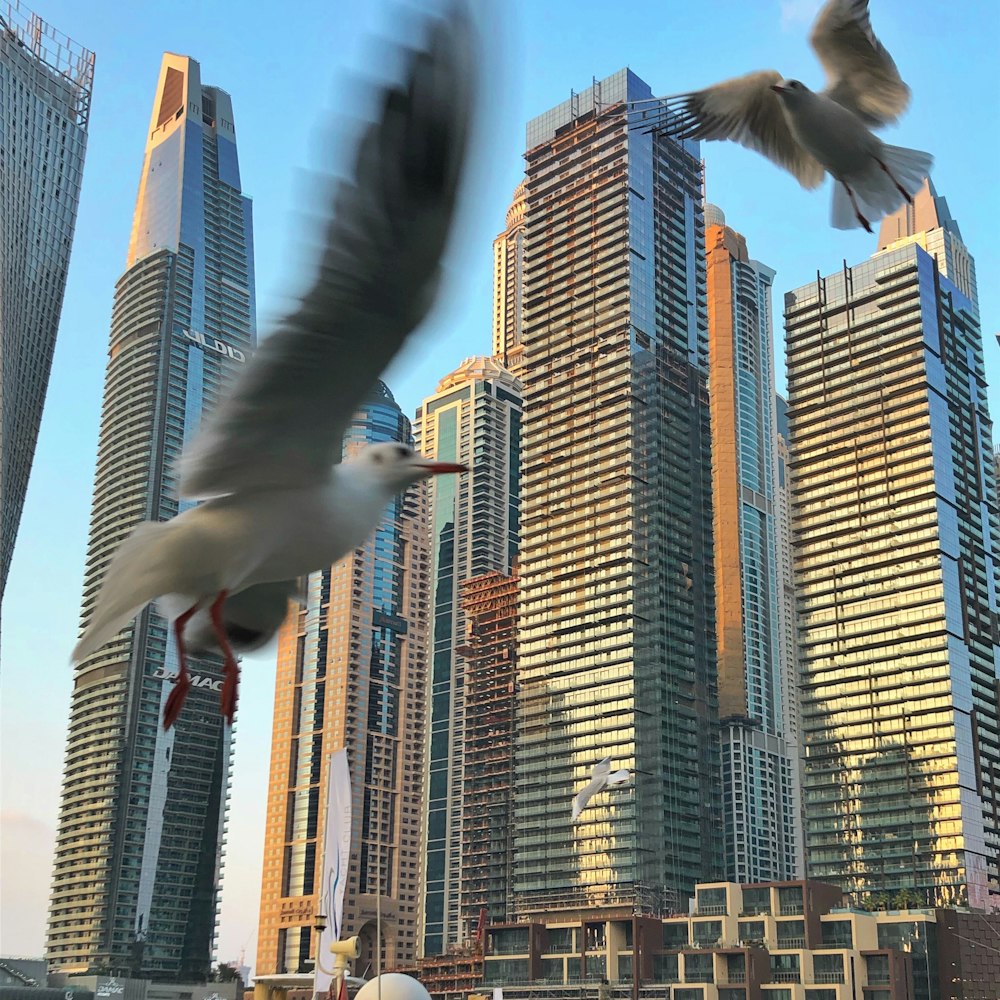 two pigeons fly in front buildings
