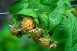 A cluster of ripe raspberries hang from a branch covered with lush green leaves. The berries are in various stages of ripening, highlighting shades of yellow and red. The leaves are vibrant and textured, with a soft background of blurred greenery.