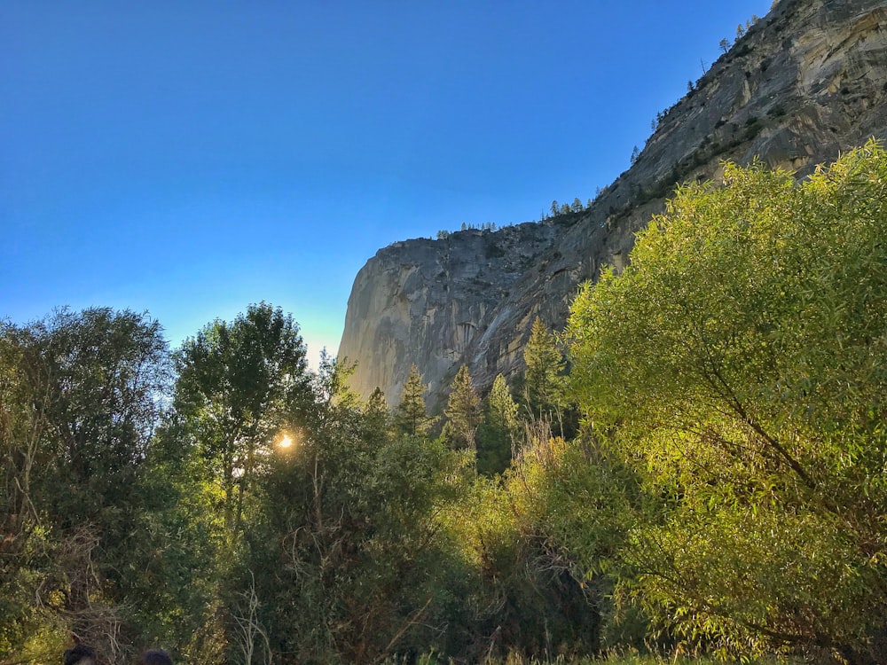 green trees and mountain scenery