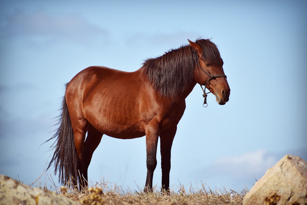 photo of brown horse