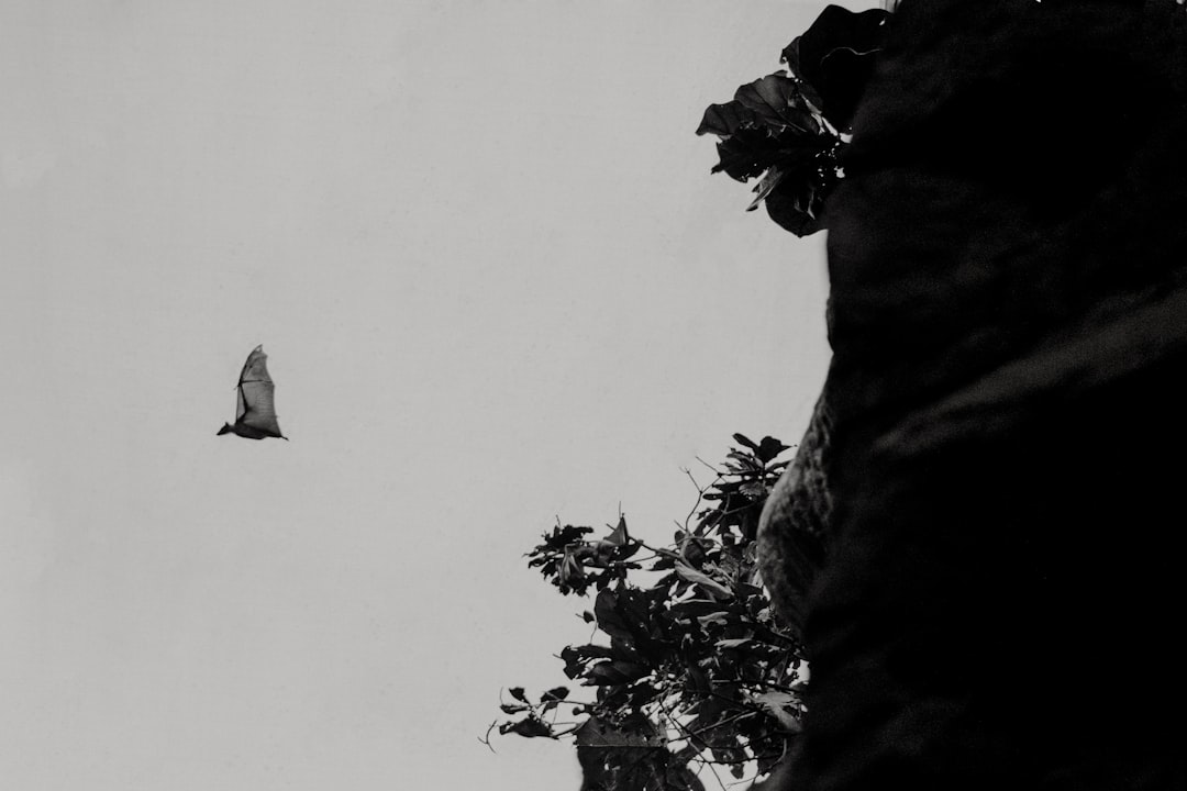 grayscale photo of bird midair