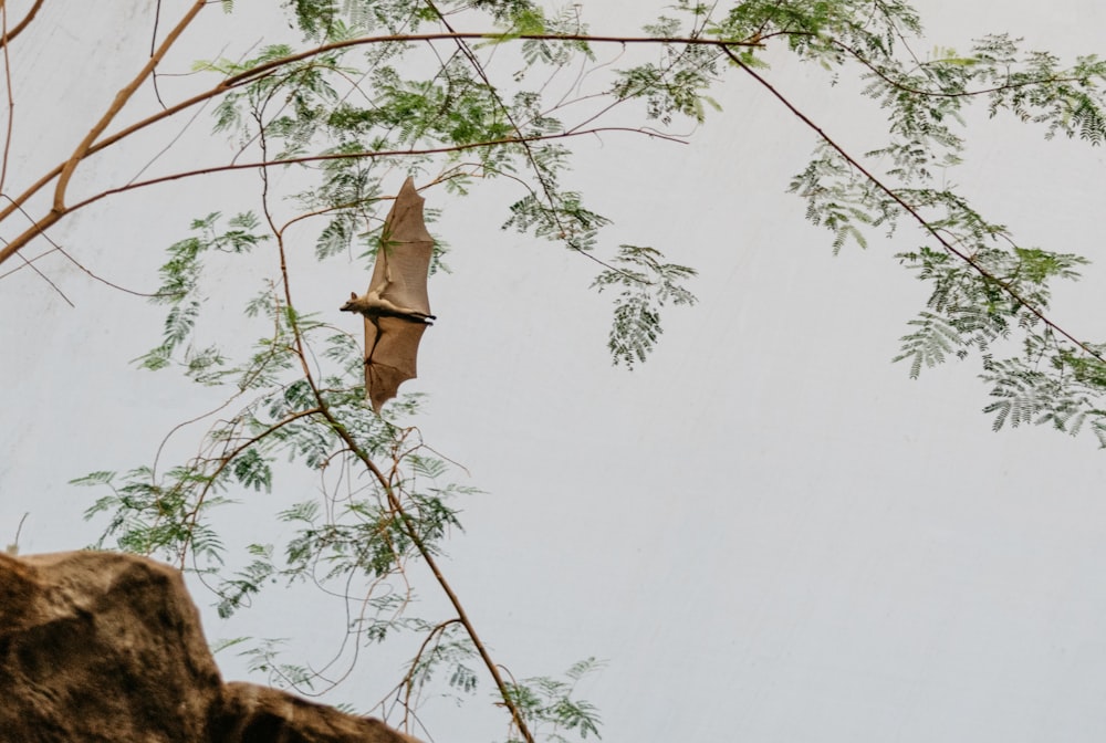 Braune Fledermaus schwebt neben Baum