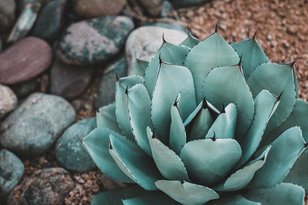 shallow focus photography of green succulent plant