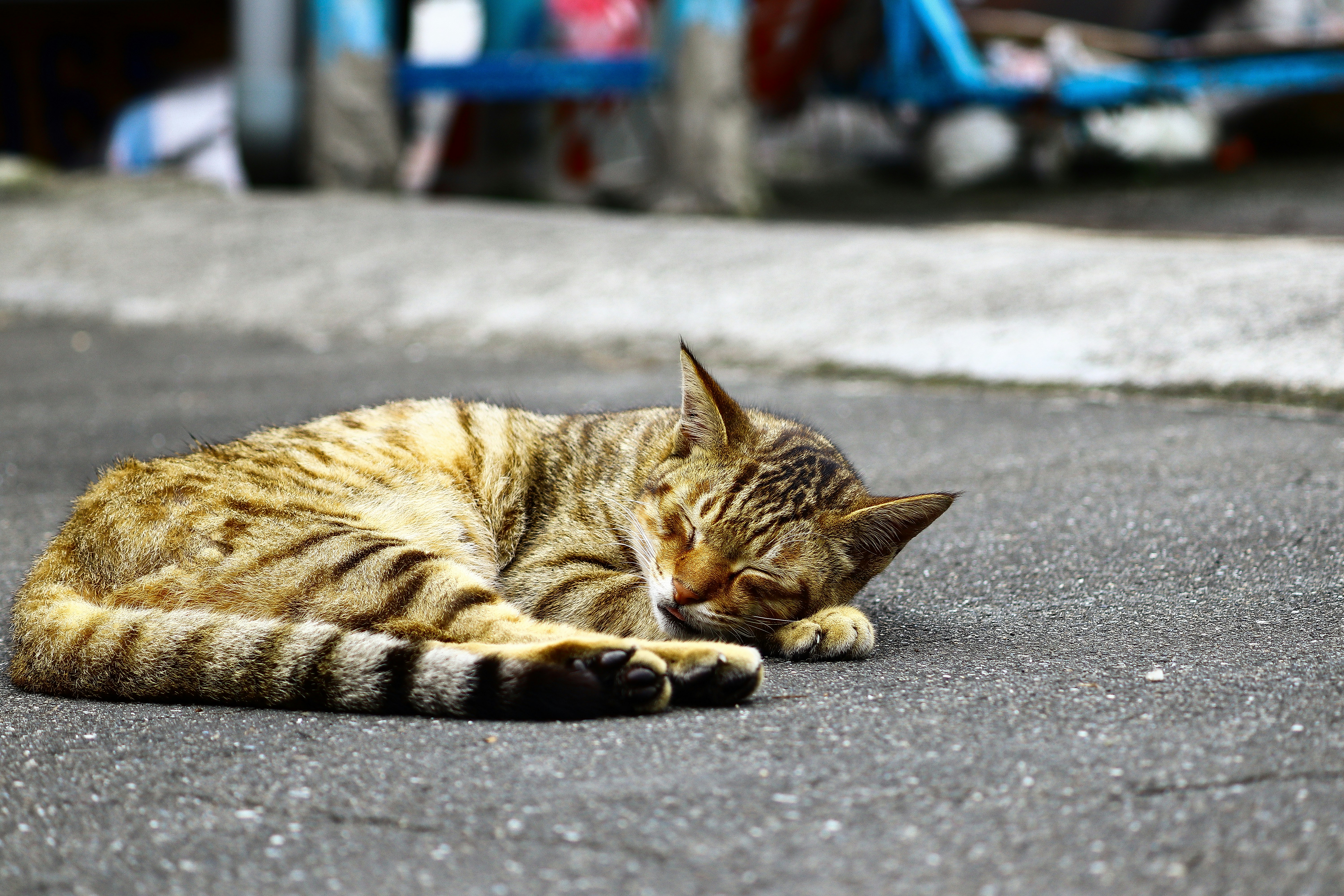 Photo by curry_magic02