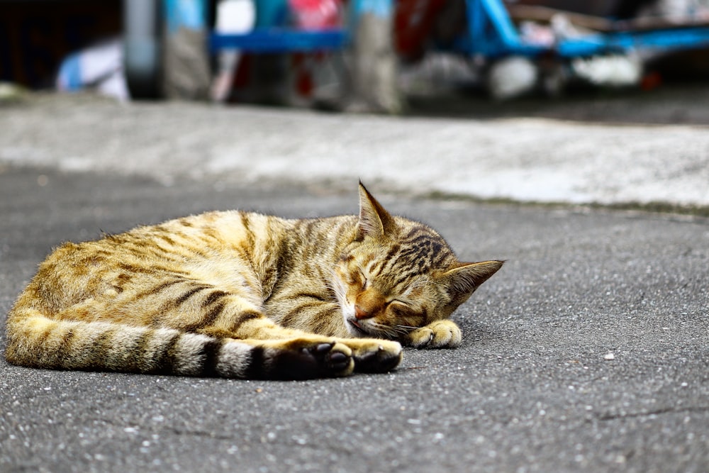 black and orange Tabby cat