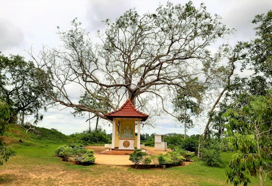 A peaceful outdoor setting features a small shrine with a statue under a large, sprawling tree. The shrine has a red-tiled roof and is surrounded by lush greenery and a well-kept lawn. The sky is overcast, adding a serene and contemplative atmosphere to the scene.