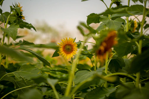 Bright sunflower with lush green leaves basking in sunlight.