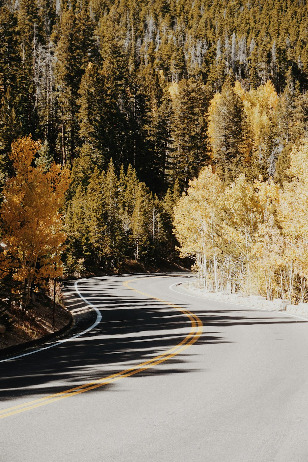 grey road between trees during daytime