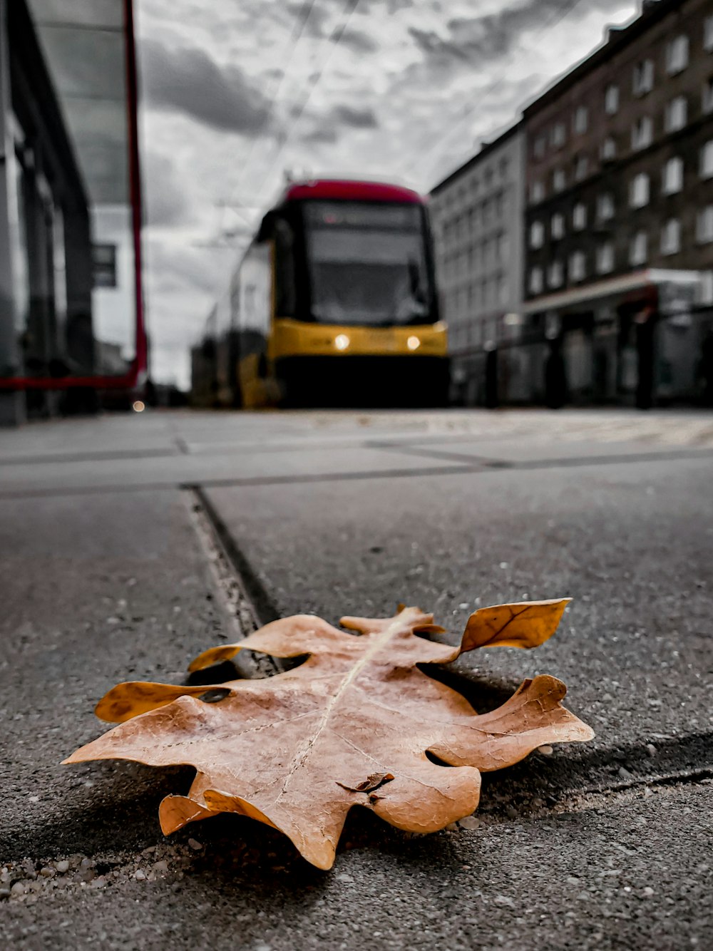 dried leaf on pavement near bus