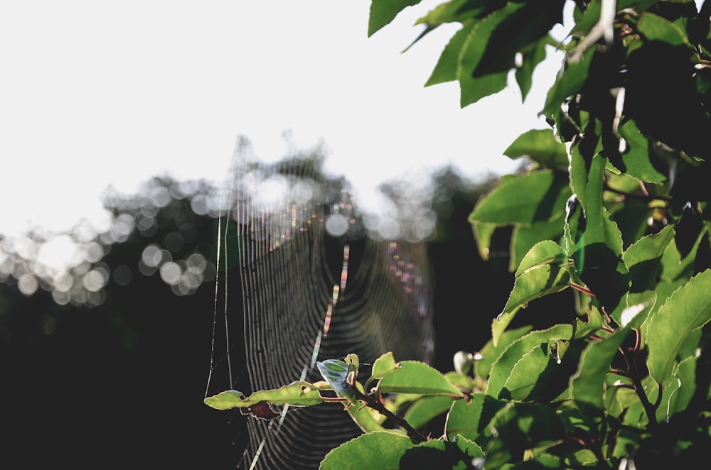 spider on web