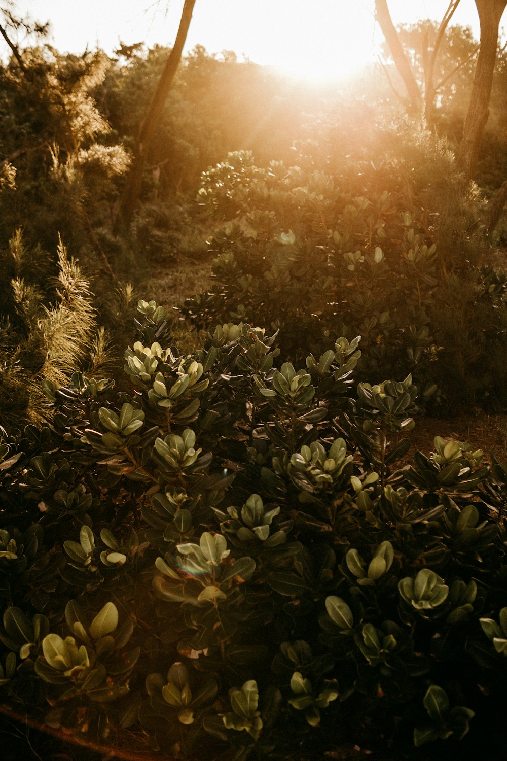 green-leafed plants during daytime