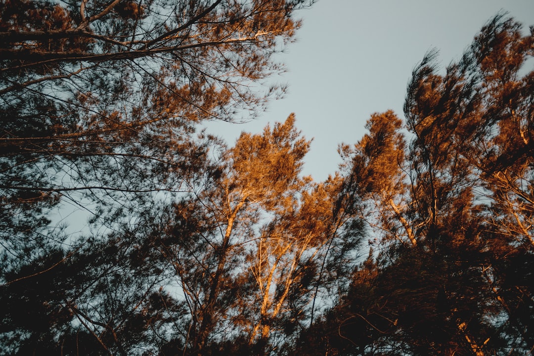 green and brown trees