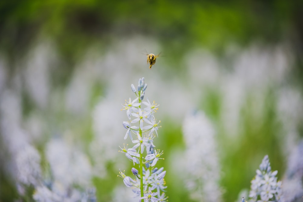 white-petaled flowers