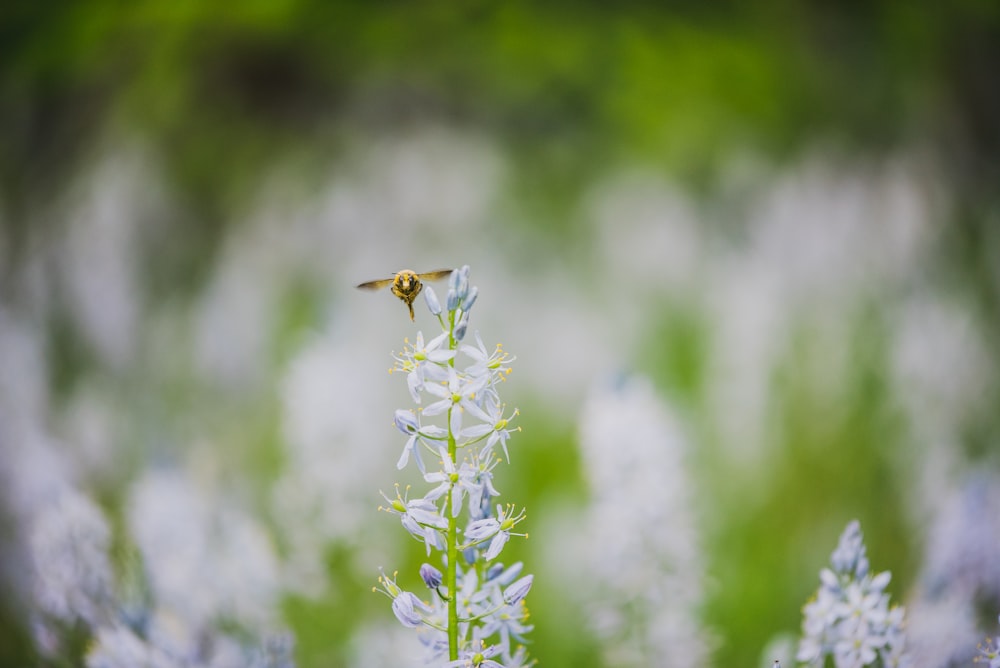 honeybee flying near flowers