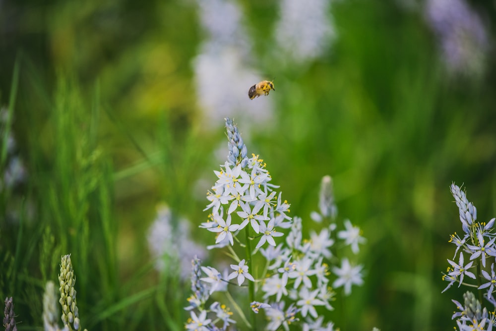 honey bee hovering above white flowers
